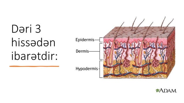 skin layers and complexion dermatology.pptx