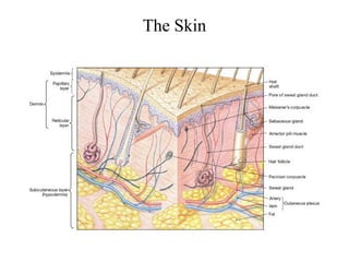 Skin Science Chapter Skin_lecture.ppt . | PPT