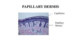 The histology of the skin and its appendages | PPTX