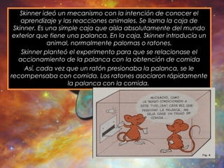 Skinner ideó un mecanismo con la intención de conocer el
aprendizaje y las reacciones animales. Se llama la caja de
Skinner. Es una simple caja que aísla absolutamente del mundo
exterior que tiene una palanca. En la caja, Skinner introducía un
animal, normalmente palomas o ratones.
Skinner planteó el experimento para que se relacionase el
accionamiento de la palanca con la obtención de comida
Así, cada vez que un ratón presionaba la palanca, se le
recompensaba con comida. Los ratones asociaron rápidamente
la palanca con la comida.
 