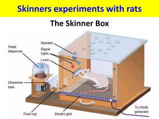 Skinners experiments with rats
       The Skinner Box
 
