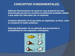 CONCEPTOS FUNDAMENTALES.
o Estímulo Discriminativo: Es aquel en cuya presencia de una
determinada porción de conducta es altamente probable, debido
a que antes fue reforzador por un estímulo.
o Conducta Operante: Es la que tiene un organismo, es decir, como
se comporta el medio ambiente.
o Estímulo Reforzador: Es un estímulo que incrementa la
probabilidad de una respuesta contingente.
 