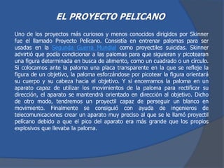 EL PROYECTO PELICANO
Uno de los proyectos más curiosos y menos conocidos dirigidos por Skinner
fue el llamado Proyecto Pelícano. Consistía en entrenar palomas para ser
usadas en la Segunda Guerra Mundial como proyectiles suicidas. Skinner
advirtió que podía condicionar a las palomas para que siguieran y picotearan
una figura determinada en busca de alimento, como un cuadrado o un círculo.
Si colocamos ante la paloma una placa transparente en la que se refleje la
figura de un objetivo, la paloma esforzándose por picotear la figura orientará
su cuerpo y su cabeza hacia el objetivo. Y si encerramos la paloma en un
aparato capaz de utilizar los movimientos de la paloma para rectificar su
dirección, el aparato se mantendrá orientado en dirección al objetivo. Dicho
de otro modo, tendremos un proyectil capaz de perseguir un blanco en
movimiento. Finalmente se consiguió con ayuda de ingenieros de
telecomunicaciones crear un aparato muy preciso al que se le llamó proyectil
pelícano debido a que el pico del aparato era más grande que los propios
explosivos que llevaba la paloma.
 