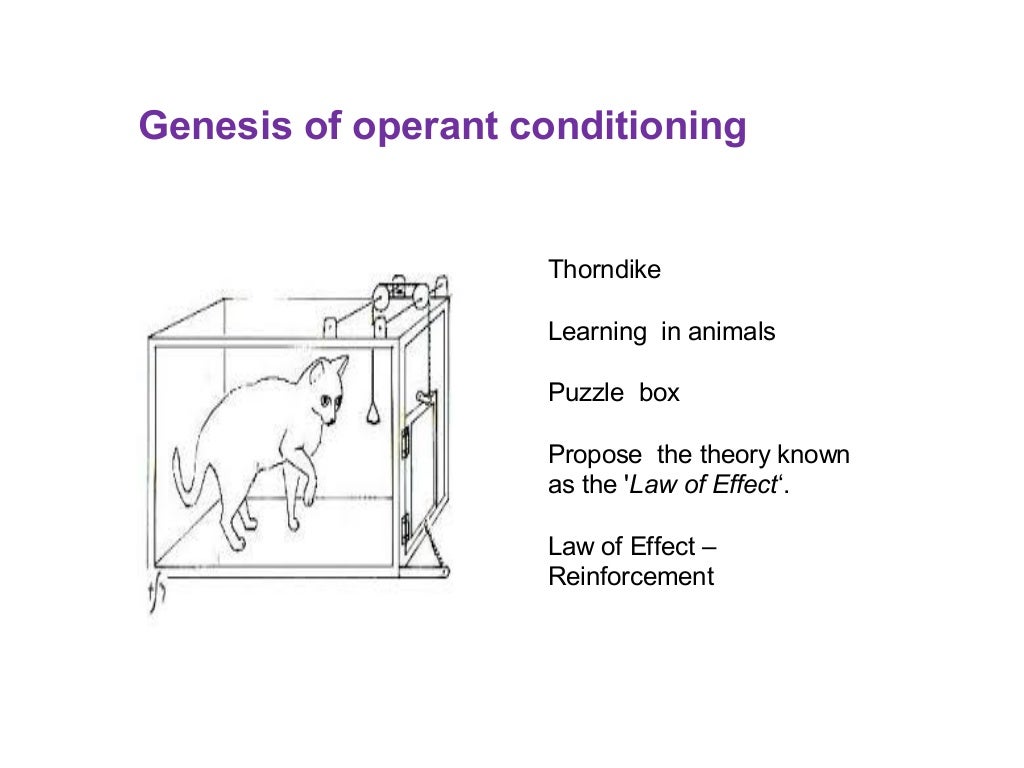 Skinner operant conditioning