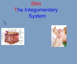 Skin
The Integumentary
System
 