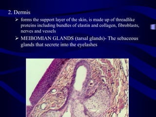 Dermal Eyelets Layers of skin of the Eye Lids, Eye Lashes, Eye Lid Pathology, Anatomy ...