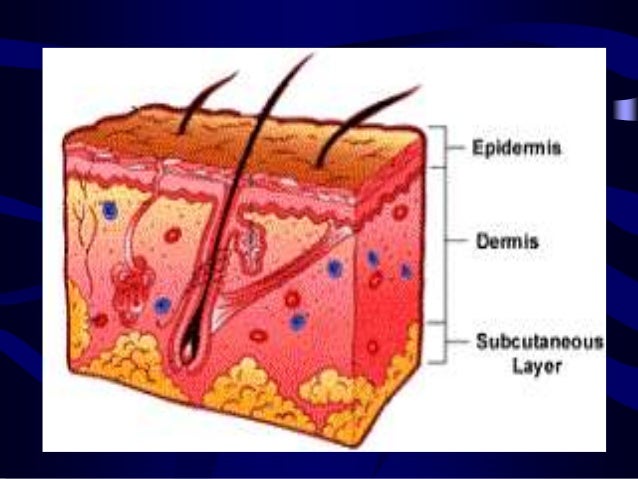 layers of skin