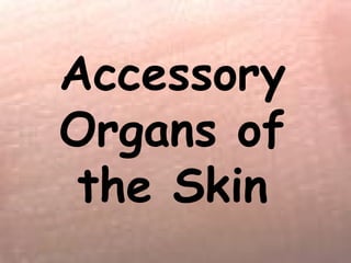 Accessory 
Organs of 
the Skin 
 