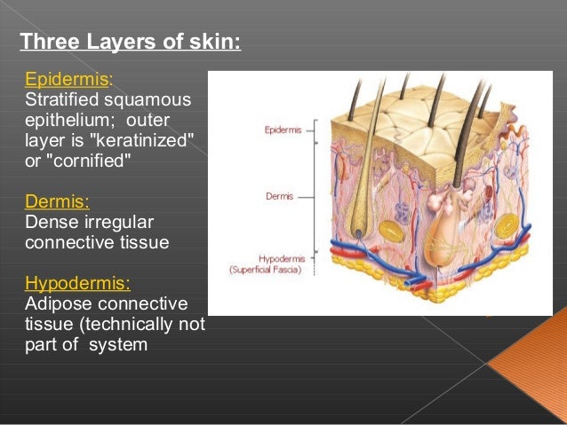 Skin physiology