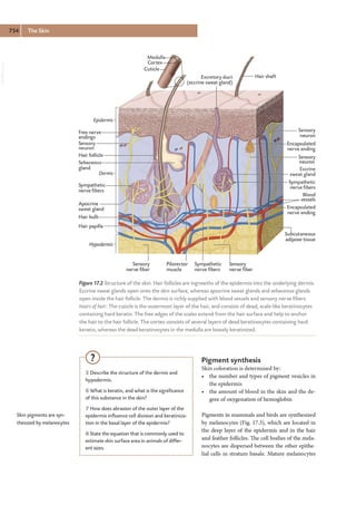 Skin Science Chapter Chapter from a book about Skin Physiology | PDF