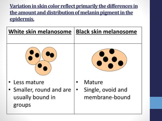 Skin pigmentation | PPTX