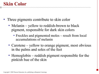 Power Point of the Integumentary System.ppt
