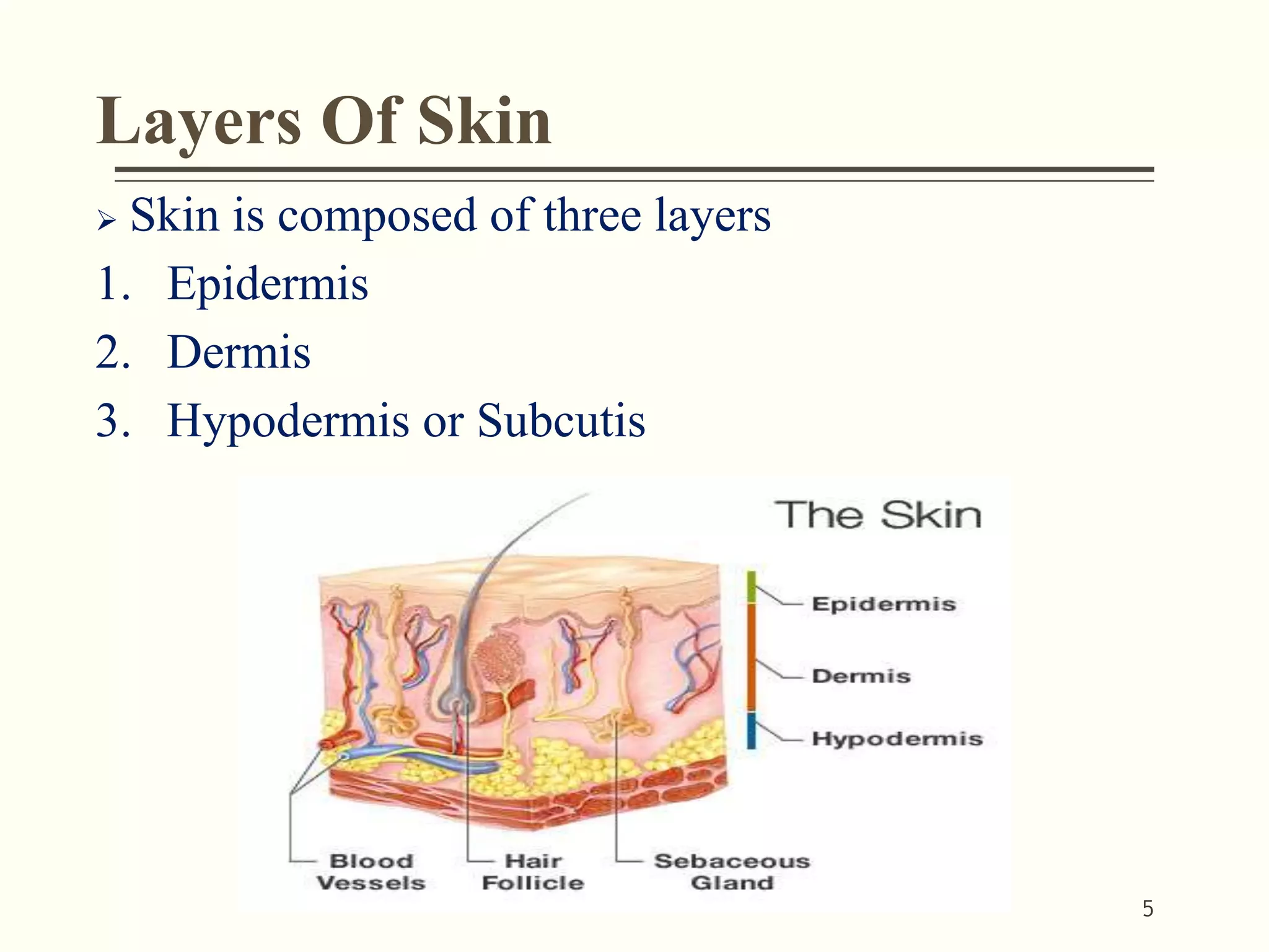 Skin presentation | PPTX