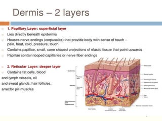 Skin presentation | PPTX