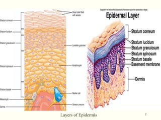 Skin presentation | PPT