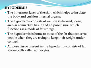HYPODERMIS
 The innermost layer of the skin, which helps to insulate
the body and cushion internal organs.
 The hypodermis consists of well- vascularized, loose,
areolar connective tissue and adipose tissue, which
functions as a mode of fat storage.
 The hypodermis is home to most of the fat that concerns
people when they are trying to keep their weight under
control.
 Adipose tissue present in the hypodermis consists of fat
storing cells called adipocytes.
 