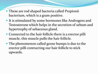  These are rod shaped bacteria called Propionii
bacterium, which is a gram positive.
 It is stimulated by some hormones like Androgens and
Testosterone which helps in the secretion of sebum and
hypertrophy of sebaceous gland.
 Connected to the hair follicle there is a erector pilli
muscle, this muscle pulls the hair follicle.
 The phenomenon called goose bumps is due to the
erector pilli contracting our hair follicle to stick
upwards.
 