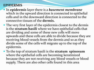 EPIDERMIS
 In epidermis layer there is a basement membrane
which in the upward direction is connected to epithelial
cells and in the downward direction is connected to the
connective tissues of the dermis.
 The very first layer of the epidermis closest to the dermis
is the stratum basili where we have epithelial cells that
are dividing and some of these new cells will move
upwards and these cells are able to divide because they are
receiving blood vessels from the dermis and so as they
divide some of the cells will migrate up to the top of the
epidermis.
 To the top of stratum basili is the stratum spinosum
where the epithelial cells are becoming keratinized
because they are not receiving any blood vessels or blood
supply. There are also other cells found in this area
 