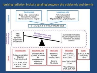 ionizing radiation incites signaling between the epidermis and dermis
 