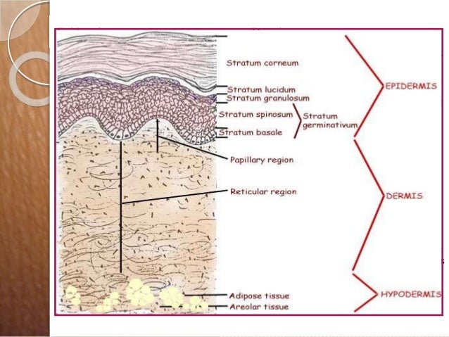 Diagram of layers of skin