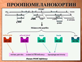 ПРООПІОМЕЛАНОКОРТИНПРООПІОМЕЛАНОКОРТИН
 