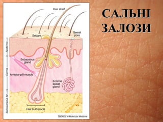 САЛЬНІСАЛЬНІ
ЗАЛОЗИЗАЛОЗИ
 