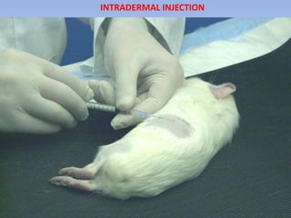 INTRADERMAL INJECTION
 