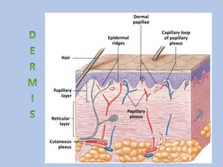 Integumentos Skin and nail ( the integumentary system) | PPTX