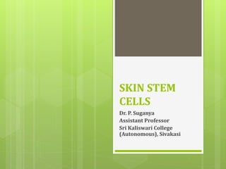 SKIN STEM
CELLS
Dr. P. Suganya
Assistant Professor
Sri Kaliswari College
(Autonomous), Sivakasi
 