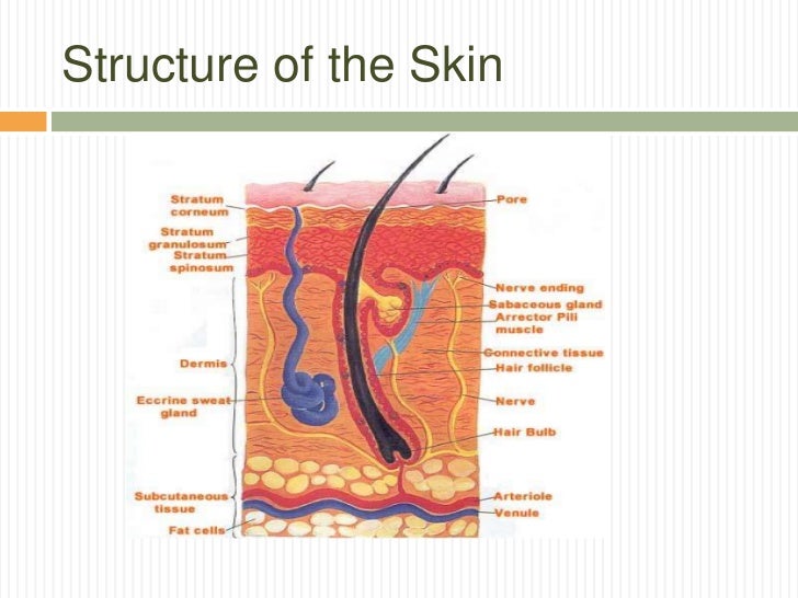 Skin Structure Chart
