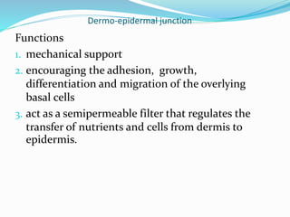 Dermo-epidermal junction
Functions
1. mechanical support
2. encouraging the adhesion, growth,
differentiation and migration of the overlying
basal cells
3. act as a semipermeable filter that regulates the
transfer of nutrients and cells from dermis to
epidermis.
 