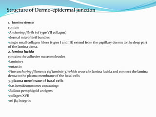 1. lamina densa
contain
•Anchoring fibrils (of type VII collagen)
•dermal microfibril bundles
•single small collagen fibres (types I and III) extend from the papillary dermis to the deep part
of the lamina densa.
2. lamina lucida
contains the adhesive macromolecules
•laminin-1
•entactin
•Fine anchoring filaments (of laminin-5) which cross the lamina lucida and connect the lamina
densa to the plasma membrane of the basal cells
3. plasma membrane of basal cells
•has hemidesmosomes containing:
•Bullous pemphigoid antigens
•collagen XVII
•α6 β4 Integrin
Structure of Dermo-epidermal junction
 