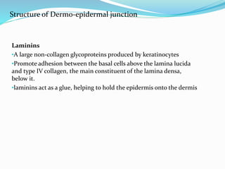 Laminins
•A large non-collagen glycoproteins produced by keratinocytes
•Promote adhesion between the basal cells above the lamina lucida
and type IV collagen, the main constituent of the lamina densa,
below it.
•laminins act as a glue, helping to hold the epidermis onto the dermis
Structure of Dermo-epidermal junction
 