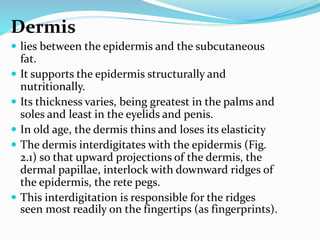 Dermis
 lies between the epidermis and the subcutaneous
fat.
 It supports the epidermis structurally and
nutritionally.
 Its thickness varies, being greatest in the palms and
soles and least in the eyelids and penis.
 In old age, the dermis thins and loses its elasticity
 The dermis interdigitates with the epidermis (Fig.
2.1) so that upward projections of the dermis, the
dermal papillae, interlock with downward ridges of
the epidermis, the rete pegs.
 This interdigitation is responsible for the ridges
seen most readily on the fingertips (as fingerprints).
 