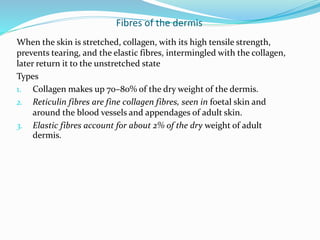 Fibres of the dermis
When the skin is stretched, collagen, with its high tensile strength,
prevents tearing, and the elastic fibres, intermingled with the collagen,
later return it to the unstretched state
Types
1. Collagen makes up 70–80% of the dry weight of the dermis.
2. Reticulin fibres are fine collagen fibres, seen in foetal skin and
around the blood vessels and appendages of adult skin.
3. Elastic fibres account for about 2% of the dry weight of adult
dermis.
 