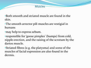 Muscles
•Both smooth and striated muscle are found in the
skin.
•The smooth arrector pili muscles are vestigial in
humans
•may help to express sebum.
•responsible for ‘goose pimples’ (bumps) from cold,
nipple erection, and the raising of the scrotum by the
dartos muscle.
•Striated fibres (e.g. the platysma) and some of the
muscles of facial expression are also found in the
dermis.
 