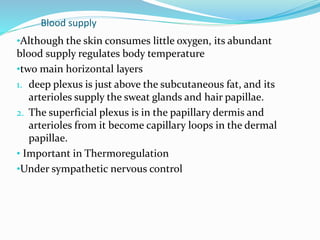 Blood supply
•Although the skin consumes little oxygen, its abundant
blood supply regulates body temperature
•two main horizontal layers
1. deep plexus is just above the subcutaneous fat, and its
arterioles supply the sweat glands and hair papillae.
2. The superficial plexus is in the papillary dermis and
arterioles from it become capillary loops in the dermal
papillae.
• Important in Thermoregulation
•Under sympathetic nervous control
 