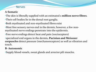 Nerves
A-Somatic
•The skin is liberally supplied with an estimated 1 million nerve fibres.
•Their cell bodies lie in the dorsal root ganglia.
•Both myelinated and non-myelinated fibres exist
•Most free sensory nerves end in the dermis; however, a few non-
myelinated nerve endings penetrate into the epidermis.
•Free nerve endings detect heat and pain (nocioceptors)
•specialized end organs in the dermis, Pacinian and Meissner
corpuscles detect pressure (mechanoreceptors) as well as vibration and
touch.
B- Autonomic
•Supply blood vessels, sweat glands and arrector pili muscles.
 