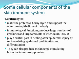 Some cellular components of the
skin immune system
Keratinocytes
 make the protective horny layer and support the
outermost epithelium of the body
 immunological functions, produce large numbers of
cytokines and large amounts of interleukin-1 (IL-1)
 play a central part in healing after epidermal injury by
self-regulating epidermal proliferation and
differentiation
 They can also produce melanocyte-stimulating
hormone immunosuppressive.
 
