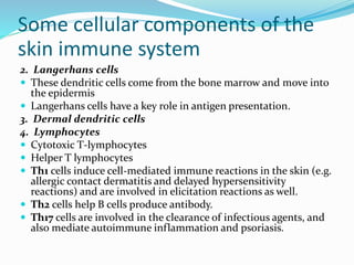 Some cellular components of the
skin immune system
2. Langerhans cells
 These dendritic cells come from the bone marrow and move into
the epidermis
 Langerhans cells have a key role in antigen presentation.
3. Dermal dendritic cells
4. Lymphocytes
 Cytotoxic T-lymphocytes
 Helper T lymphocytes
 Th1 cells induce cell-mediated immune reactions in the skin (e.g.
allergic contact dermatitis and delayed hypersensitivity
reactions) and are involved in elicitation reactions as well.
 Th2 cells help B cells produce antibody.
 Th17 cells are involved in the clearance of infectious agents, and
also mediate autoimmune inflammation and psoriasis.
 