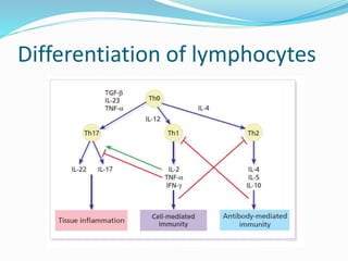 Differentiation of lymphocytes
 