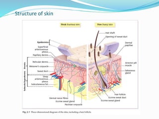 Structure of skin
 