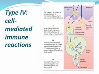 Type IV:
cell-
mediated
immune
reactions
 