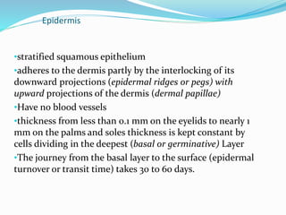 Epidermis
•stratified squamous epithelium
•adheres to the dermis partly by the interlocking of its
downward projections (epidermal ridges or pegs) with
upward projections of the dermis (dermal papillae)
•Have no blood vessels
•thickness from less than 0.1 mm on the eyelids to nearly 1
mm on the palms and soles thickness is kept constant by
cells dividing in the deepest (basal or germinative) Layer
•The journey from the basal layer to the surface (epidermal
turnover or transit time) takes 30 to 60 days.
 