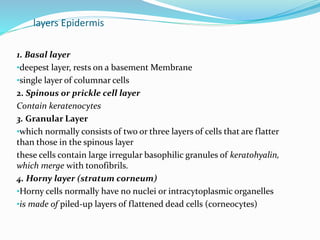 layers Epidermis
1. Basal layer
•deepest layer, rests on a basement Membrane
•single layer of columnar cells
2. Spinous or prickle cell layer
Contain keratenocytes
3. Granular Layer
•which normally consists of two or three layers of cells that are flatter
than those in the spinous layer
these cells contain large irregular basophilic granules of keratohyalin,
which merge with tonofibrils.
4. Horny layer (stratum corneum)
•Horny cells normally have no nuclei or intracytoplasmic organelles
•is made of piled-up layers of flattened dead cells (corneocytes)
 