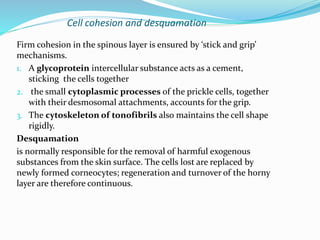Cell cohesion and desquamation
Firm cohesion in the spinous layer is ensured by ‘stick and grip’
mechanisms.
1. A glycoprotein intercellular substance acts as a cement,
sticking the cells together
2. the small cytoplasmic processes of the prickle cells, together
with their desmosomal attachments, accounts for the grip.
3. The cytoskeleton of tonofibrils also maintains the cell shape
rigidly.
Desquamation
is normally responsible for the removal of harmful exogenous
substances from the skin surface. The cells lost are replaced by
newly formed corneocytes; regeneration and turnover of the horny
layer are therefore continuous.
 