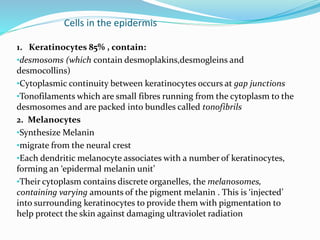 Cells in the epidermis
1. Keratinocytes 85% , contain:
•desmosoms (which contain desmoplakins,desmogleins and
desmocollins)
•Cytoplasmic continuity between keratinocytes occurs at gap junctions
•Tonofilaments which are small fibres running from the cytoplasm to the
desmosomes and are packed into bundles called tonofibrils
2. Melanocytes
•Synthesize Melanin
•migrate from the neural crest
•Each dendritic melanocyte associates with a number of keratinocytes,
forming an ‘epidermal melanin unit’
•Their cytoplasm contains discrete organelles, the melanosomes,
containing varying amounts of the pigment melanin . This is ‘injected’
into surrounding keratinocytes to provide them with pigmentation to
help protect the skin against damaging ultraviolet radiation
 