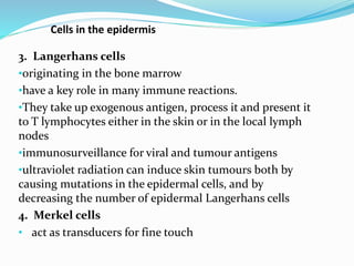 3. Langerhans cells
•originating in the bone marrow
•have a key role in many immune reactions.
•They take up exogenous antigen, process it and present it
to T lymphocytes either in the skin or in the local lymph
nodes
•immunosurveillance for viral and tumour antigens
•ultraviolet radiation can induce skin tumours both by
causing mutations in the epidermal cells, and by
decreasing the number of epidermal Langerhans cells
4. Merkel cells
• act as transducers for fine touch
Cells in the epidermis
 