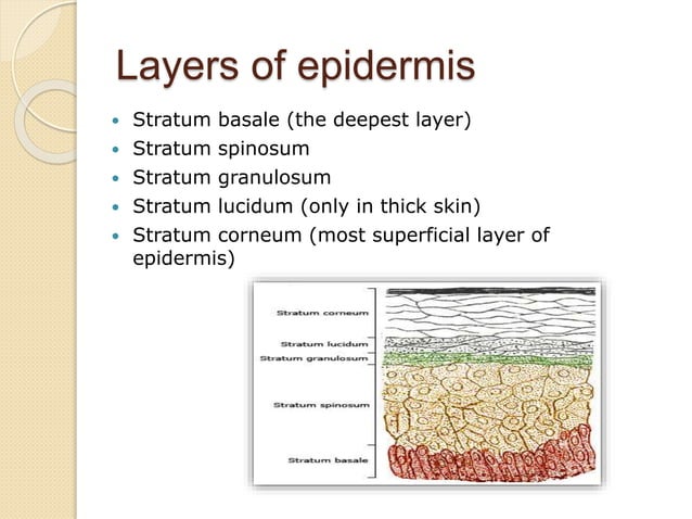 Skin structure and development | PPTX | Skin and Dermatology | Diseases ...