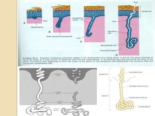Skin structure and development | PPTX